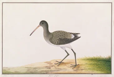 Uferschnepfe, aus Zeichnungen von Vögeln aus Malakka, ca. 1805-18